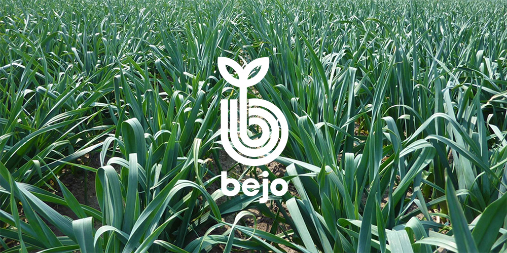 Bejo Zaden